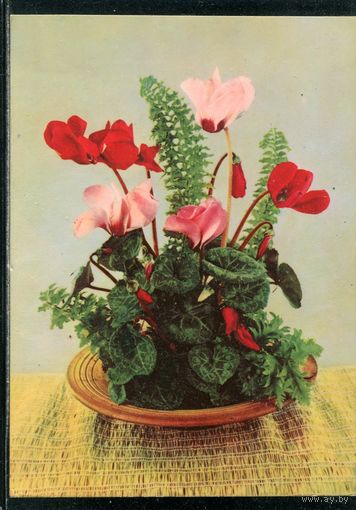 Германия. Цветы. 1964. Подписанная