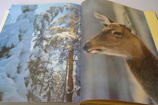 Мещерская сторона. Фотоальбом(в футляре). Входит в число лучших советских фотоальбомов. Фотографии Вадима Гиппенрейтера. Почтой не высылаю.