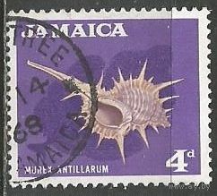 Ямайка. Молюск Иглянка. 1964г. Mi#224.