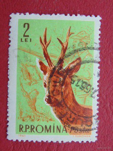 Румыния 1961 г. Косуля.