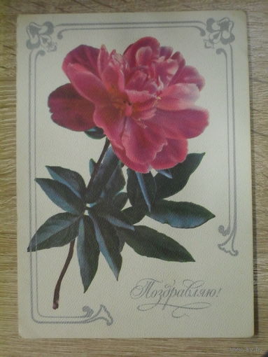 ПОДПИСАННАЯ ОТКРЫТКА СССР. "ПОЗДРАВЛЯЮ". ФОТО. Г. КОСТЕНКО. ХУД. Л. КУЛИЕВА. 1977 ГОД.