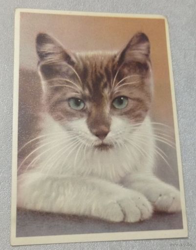 Кот. Издание ГДР. 1968, чистая, 10х15 см.