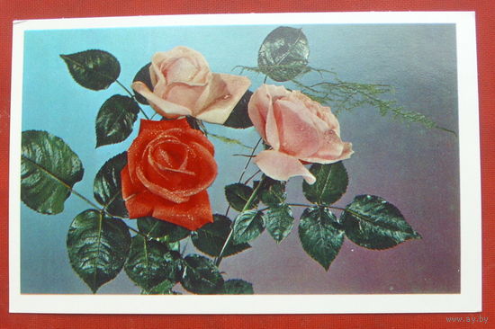 С днём рождения! Чистая. 1976 года. Фото Лисецкого. 1551.