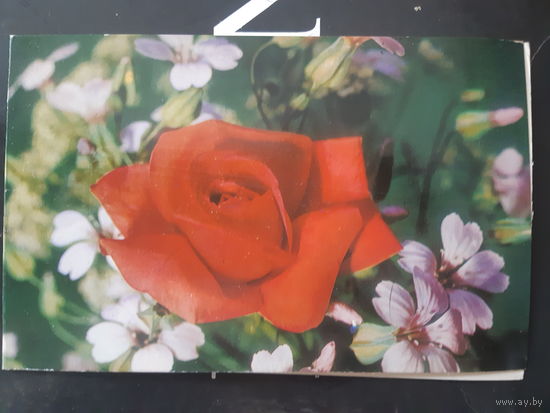 Двойная 8 Марта Роза