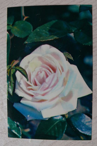Матанов Н., Роза; 1983, чистая (9*14 см).