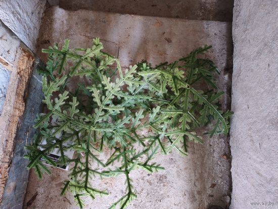 С рубля! Ель искусственная СССР