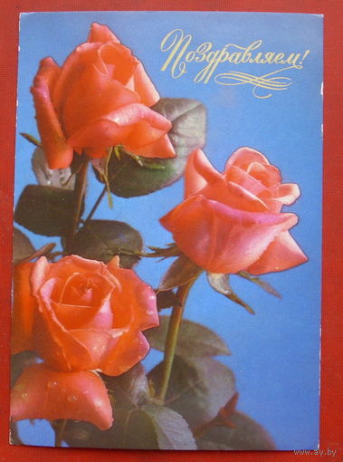Поздравляю! Розы. Чистая. 1976 года. Костенко. Комлев. 1524.