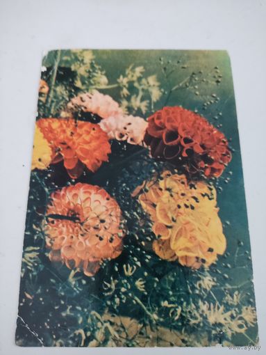 Открытка "Георгины помпонные" на бел. языке, фото А.и М.Ананьиных,1965г.
