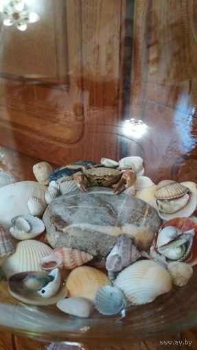 Ракушки морские в аквариум. (38 шт.)