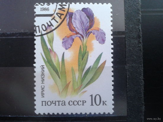 1986 Ирис