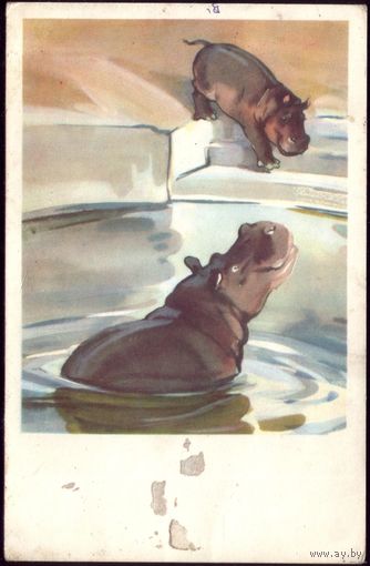 1969 год Н.Строганова М.Алексеев Купание