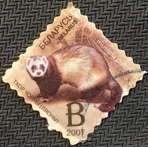 ЦІКАВІЦЬ АБМЕН! 2007, тхор чорны, В