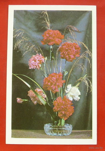 Композиция из гвоздик. Чистая. 1976 года. Фото Папикьяна. 450.