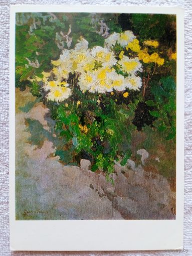 Труш. Хризантемы