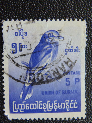 Бирма. Птица.