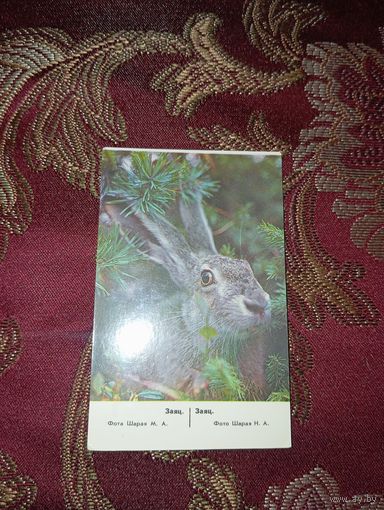 Календарик Заяц, 1988