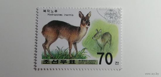Корея 2001. Животные под защитой