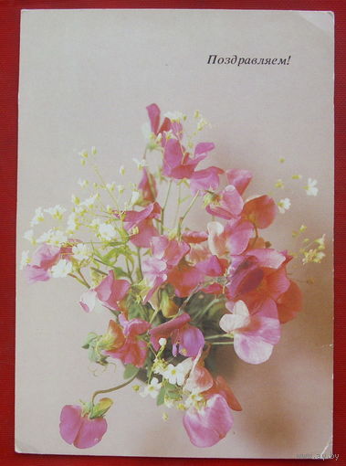 Поздравляем! Чистая. 1984 года. Фото Савалова. 1273.
