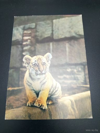 Открытка-перепутка. Типографский брак