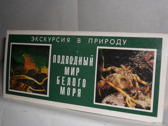 Открытки Подводный мир Белого моря. Экскурсия в природу. (15 шт.)