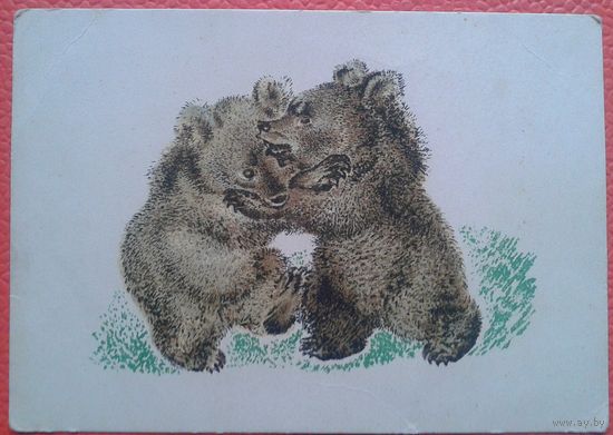 Чарушин Е. Борьба. 1955 г. Чистая