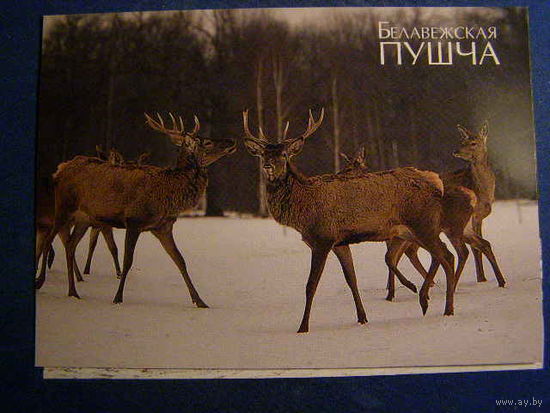 Беларусь 2009 ПК зак 1295 Олени
