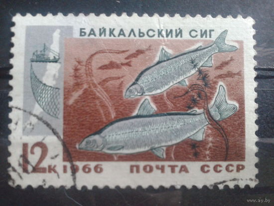 1966 Сиг