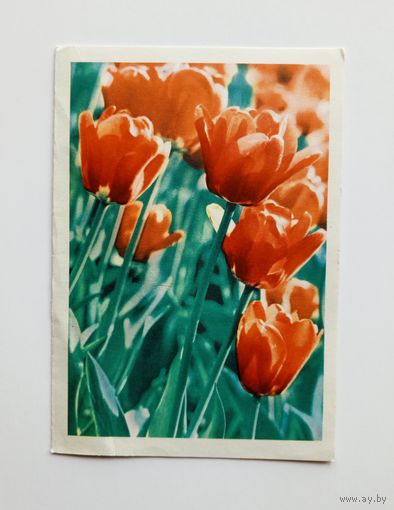 Двойная открытка Тюльпаны. Фото А.В.Рязанцева и П.И.Смолякова. 1968 г. Подписана