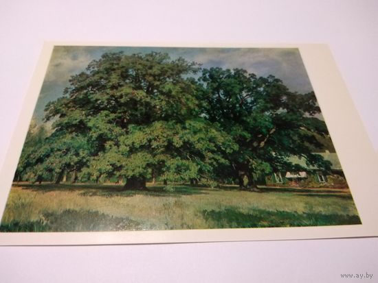 Открытка. И. И. Шишкин. Мордвиновские дубы.