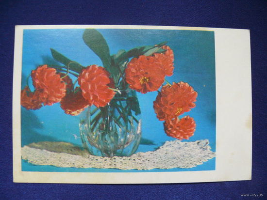 Фото Стуканова В., Георгины, 1970, подписана.