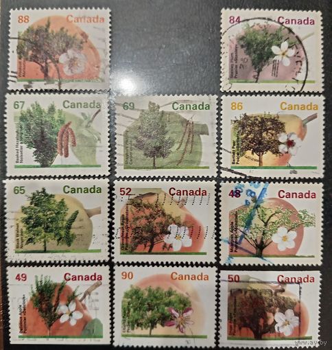 Канада. Флора. Деревья