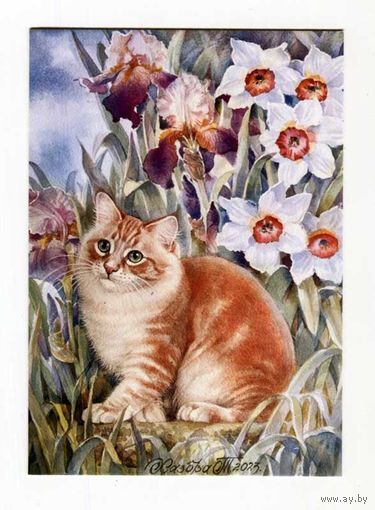 Открытка. Фауна. Животные. Рыжий Кот и снегири. Коты. Котики. Цветы. Ирисы. Нарциссы. Худ. Т.Хазова (чистая)