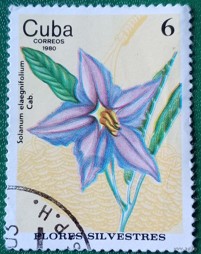 Куба 1980. Дикие цветы. Паслён