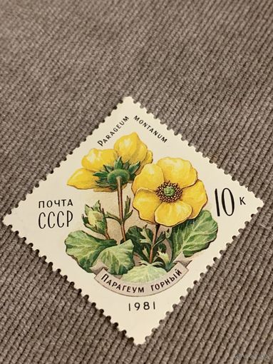 СССР 1981. Парагеум горный. Марка из серии