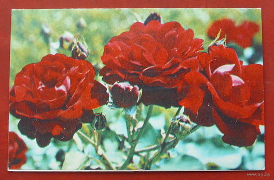 С днём рождения! Чистая. Двойная. 1981 года. Фото Матанова. #183.