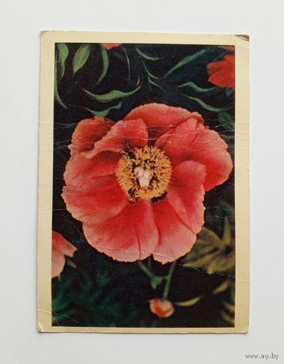 Открытка Пион. Фото Л.Раскина 1961 г. Чистая