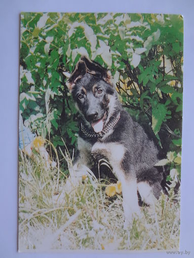 Календарик 1996 г.  Немецкая овчарка.