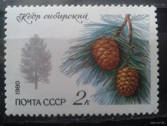 1980 Кедр**