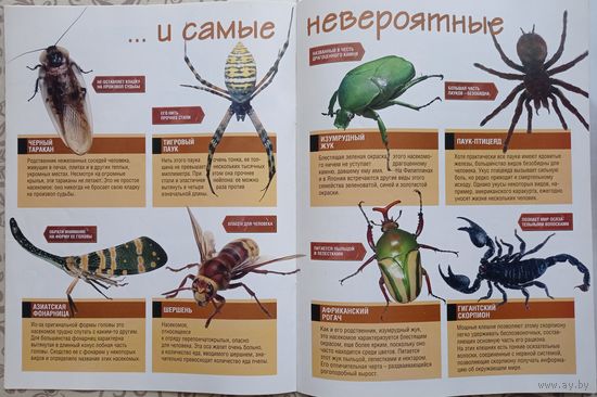 Набор красочных познавательных журналов о насекомых