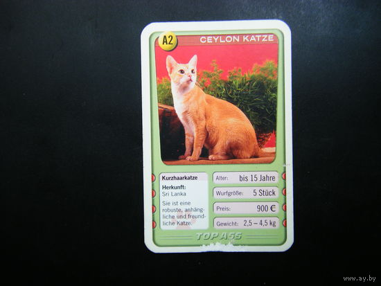 Карточка КОШКИ 20