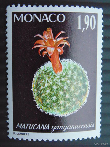 Монако. Кактус.