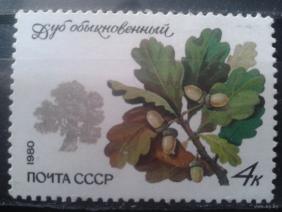 1980 Дуб**