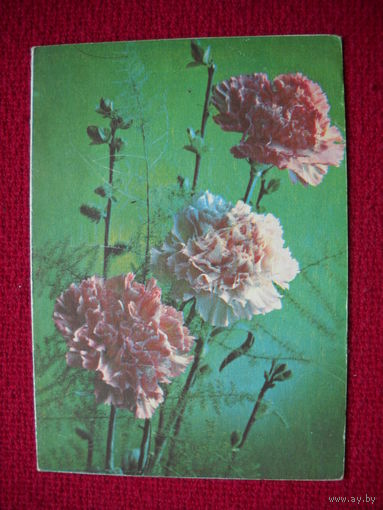 Цветы. Костенко. Телеграмма. Чистая. 1979 г.