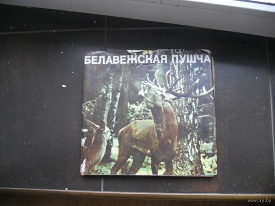 Белавежская пушча // Беловежская пуща
