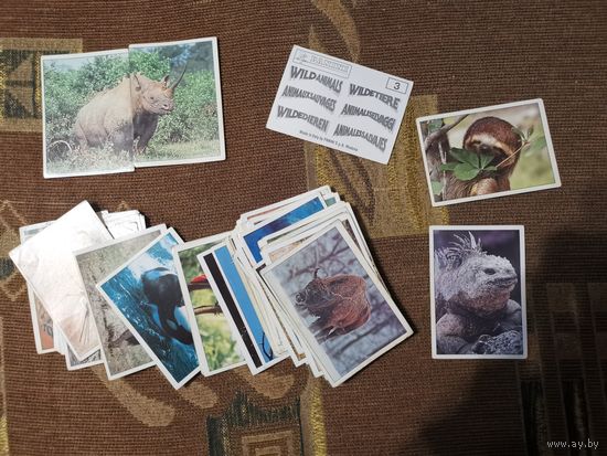 Наклейки Дикие животные  PANINI Wild Animals Цена указана за 1 шт.