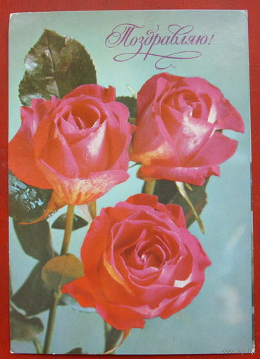 Поздравляю! Розы. Чистая. 1977 года. Костенко. 1527.