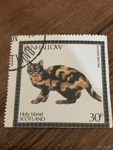 Великобритания. Ходи Айленд. Шотландия. Домашние кошки. Tortoishell Short Hair. Марка из серии