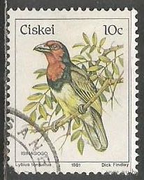 Южная Африка.(Сискей). Птицы. Бородатка. 1981г. Mi#14..