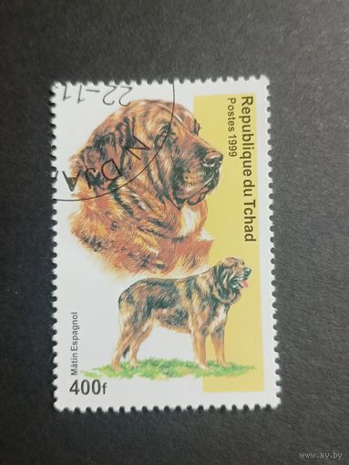 Чад 2000. Собаки