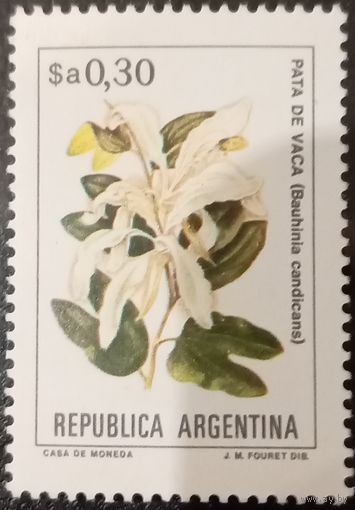 Аргентина. Флора. Цветы. Bauhinia candicans